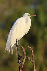 Great Egret
